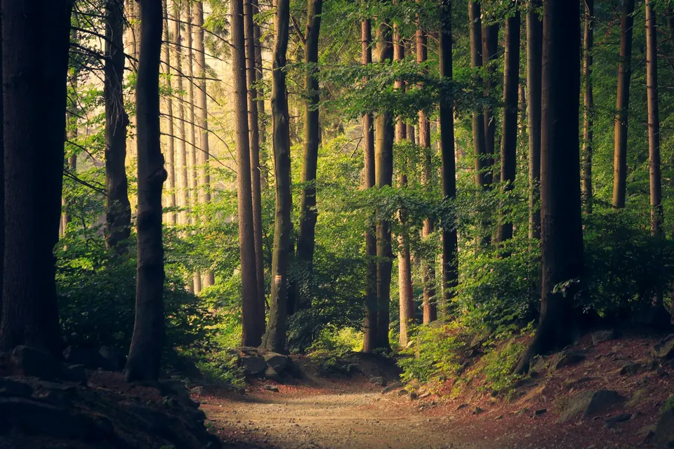 Path winding through tall evergreen trees