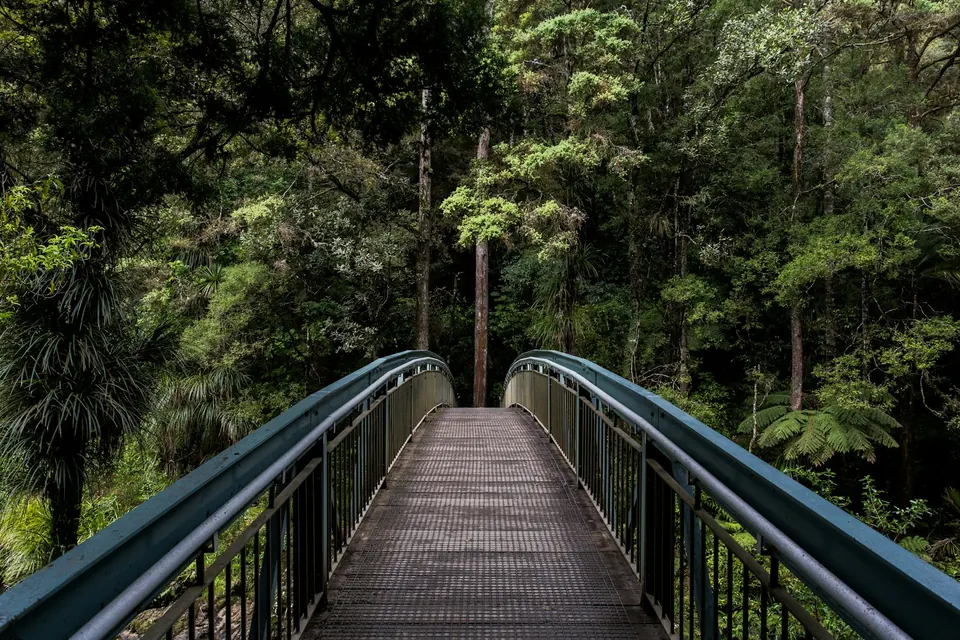 Walkway bridge running through a forest