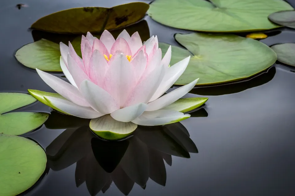 Water lily resting on a still garden pond