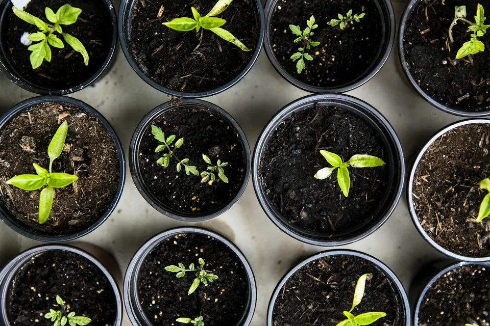 Seedlings sprouting in nursery pots
