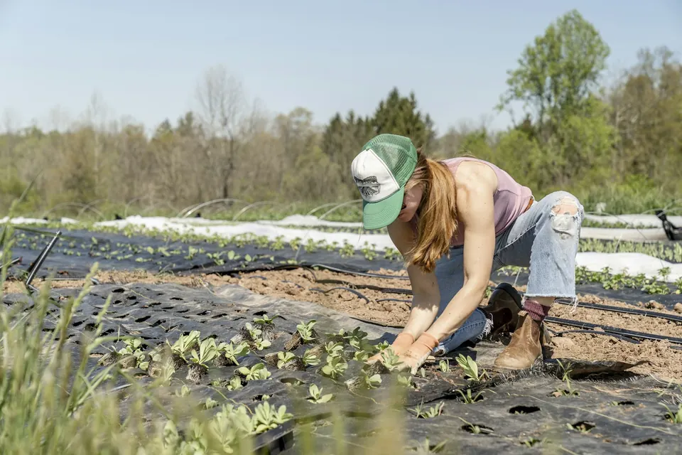 Gardener planting rows of young plants in fresh beds